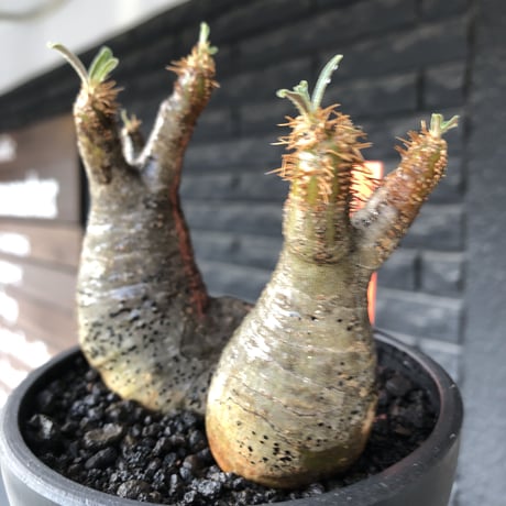 pachypodium gracilius《小さめM size》w-he'd株※現地球発根後店主国内管理4年株※丸みも強く愛くるしさ満点の良balance株※mad black pot植え