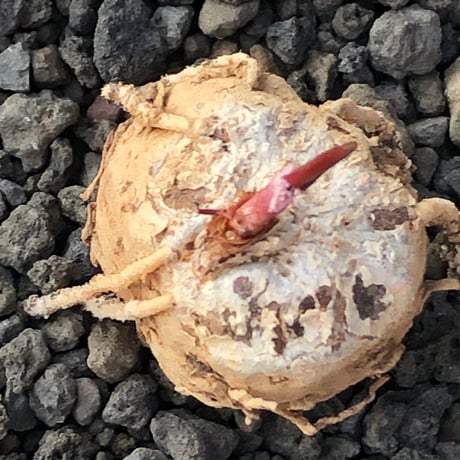 eriospermum cooperi《L size》驚愕‼︎冬型激希少種大株※現地球株発根済※年代物且つ未だに球体感強き大株であり美しい葉も魅力な一株※black bowl pot植え