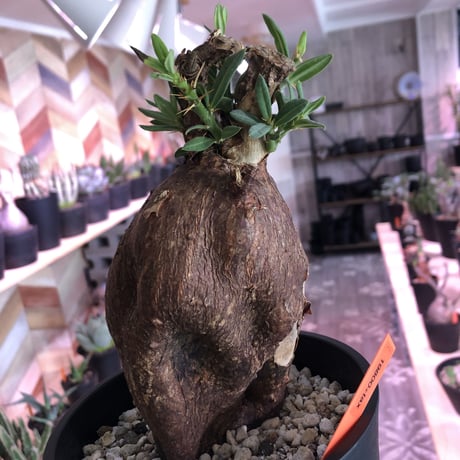 packypodium  bispinosum《M ~L size》sizeバラバラ