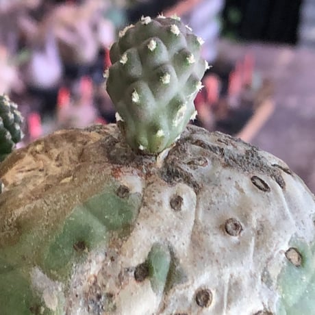 tephrocactus geometricus 《LL size》激希少‼︎※現地球株発根済※実生株＆カキ仔株でないと流通がほぼないため所持率も極めて低き渾身の一株※black bowl pot植え