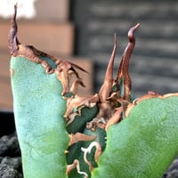 othonna herrei《L size》※現地球株発根済※ウェイト低く極太株となり