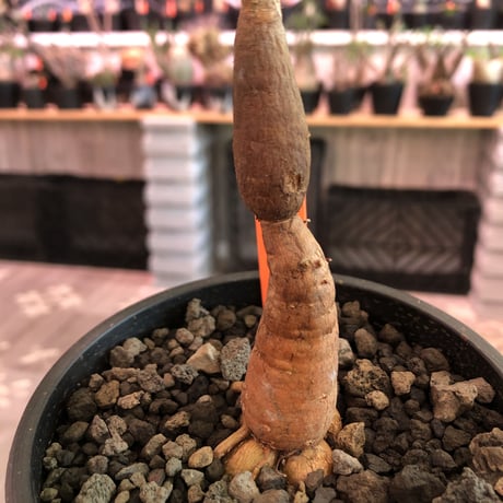opercullicarya   decaryi  littmon  seed🌱  《5年半株》※大変成長は早く、幹幅も太く育ってくれた選抜株‼︎※mad  black  pot植え　※限定3株