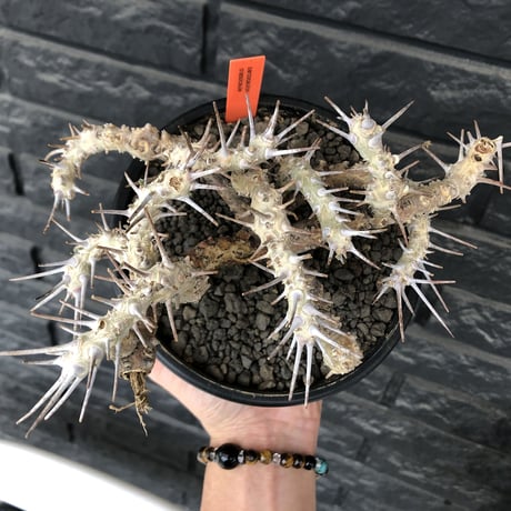 sarcocaulon crassicaule《大きめL size》※現地球発根済株※店主国内管理4年株※ヤバい枝振り鋭く赤味ある強刺に縮れ葉＆白花なwild株※mad black pot植え