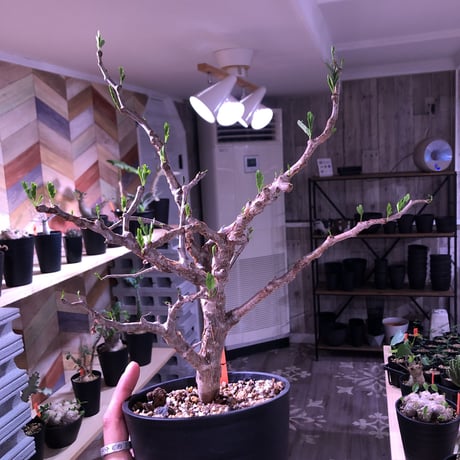 senna  meridionalis《L size》当店人気株‼︎