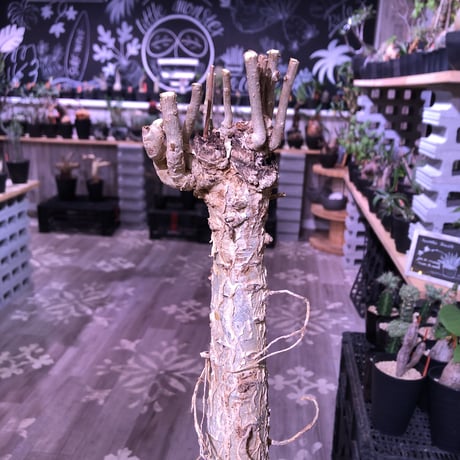 euphorbia    mahabobokensis《L size》驚愕激希少種※マダガスカルのマハボボカ村のみに自生する希少大株※激オススメ株※限定１株
