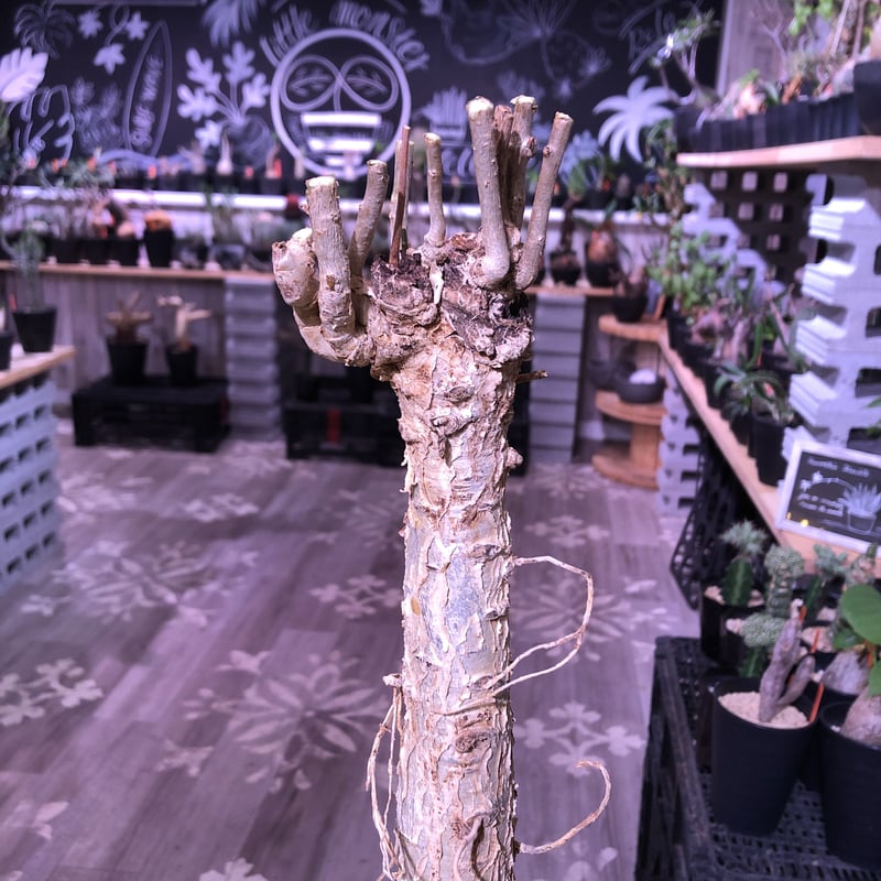 euphorbia mahabobokensis《L size》驚愕激希少種※マダガスカ