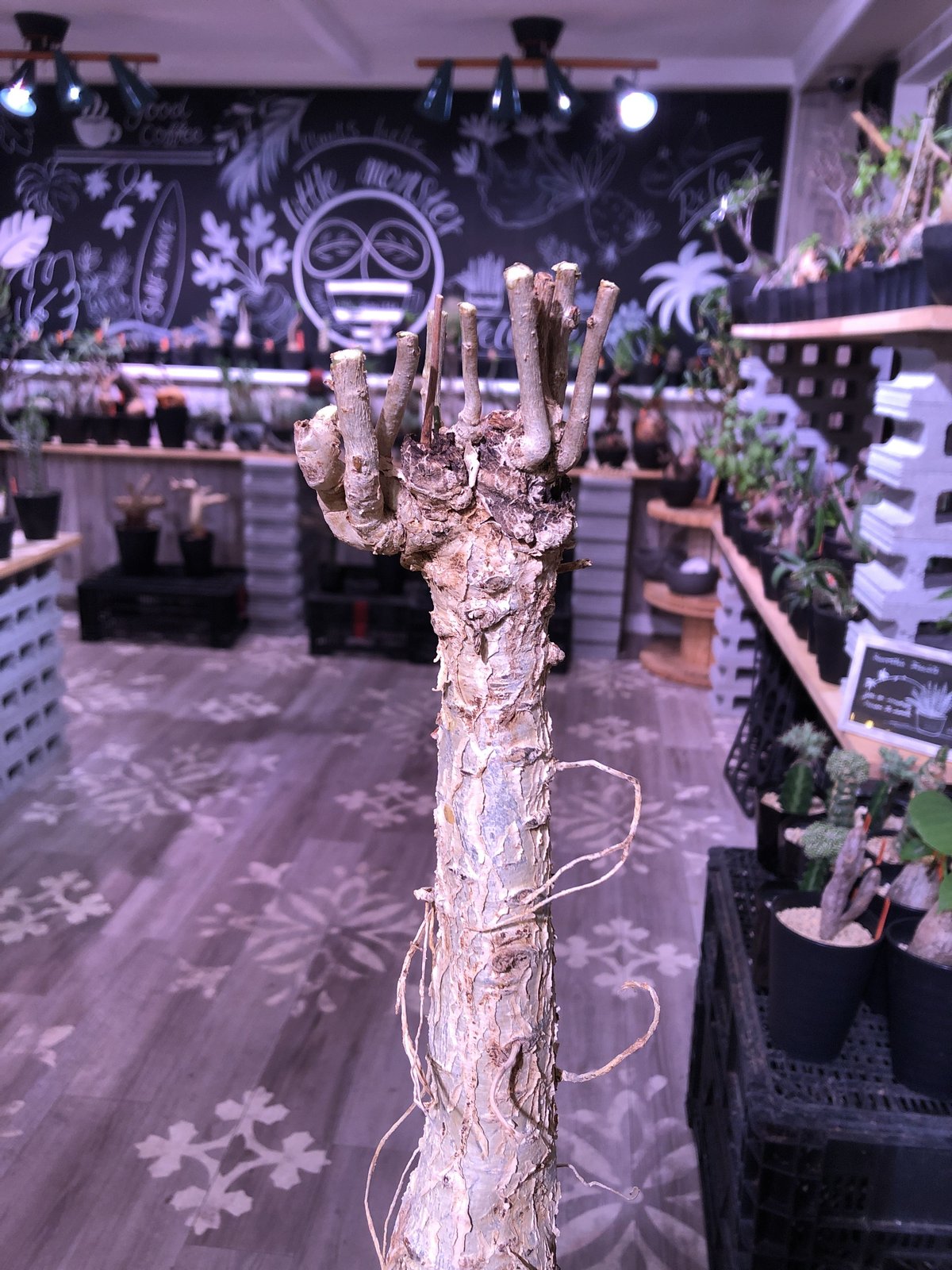 euphorbia mahabobokensis《L size》驚愕激希少種※マダガスカ