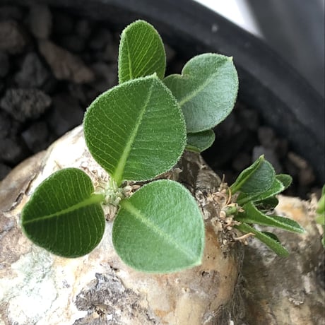 pachypodium brevicaule恵比寿笑い《大きめM size》※現地球発根後店主国内管理3年株※大きめながら纏まった良サイズ感‼︎※mad black bowl pot植え
