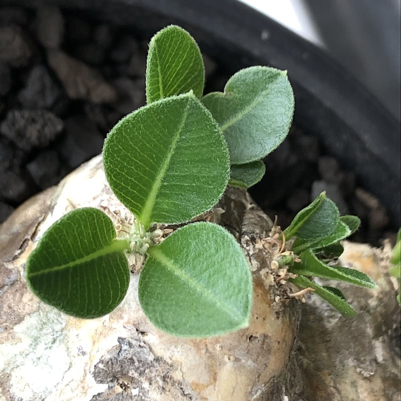 パキポディウム 恵比寿笑い Pachypodium brevicaule 現地株 isla del pescado - Pachypodium brevicaule-恵比寿笑い