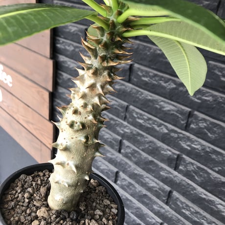 pachypodium  baronii《LL size》※激希少‼︎現地球発根後店主国内管理9年株※激極太幹を持ちどっしり構えの男前‼︎太いstuds棘が堪らない※mad black pot植え