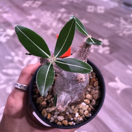 packypodium    cactipes《S size》発根済み株‼︎