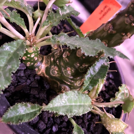 dorstenia   lavrani《L size》希少‼︎ でっぷり塊根部&五本の良き枝振り株 ※mad  black  pot植え