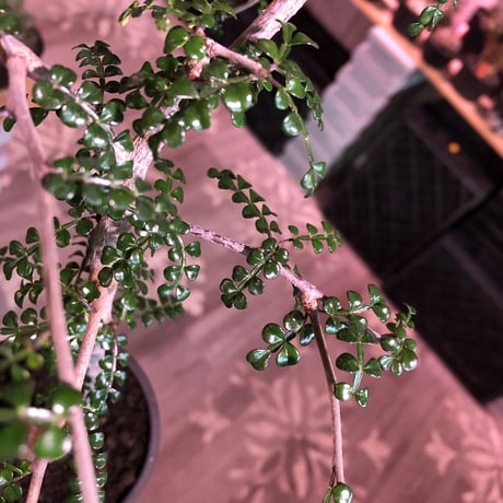 opercullicarya   decaryi  littmon  seed🌱 《6年株》※成長早く例年変化を感じ育てられる上、幹幅もパワータンクも巨大な選抜株※mad  black  pot植え