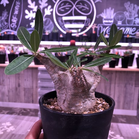 packypodium    cactipes《M size》発根済み株‼︎
