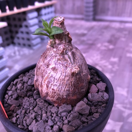 packypodium bispinosum 《S size》※現地球発根済株‼︎※ぼってり球体ビスピ‼︎まん丸で可愛い奴‼︎※mad black bowl pot植え
