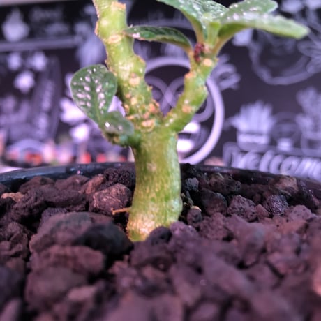 希少 dorstenia   gigas《S size》littmon  seed🌱　※少し捻くれた幹が愛くるしく今シーズンの成長が楽しみな一株‼︎※mad black bowl pot植え