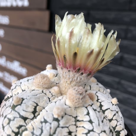 astrophytum asterias var.スーパー兜　V-type《L size》※店主国内管理4年株※ビッグで白肌が堪らない希少V-type‼︎※mad black bowl pot植え