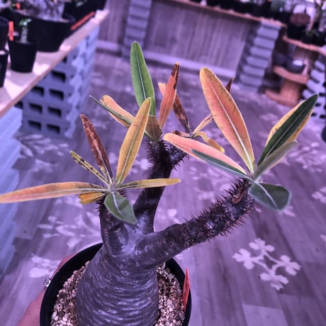 packypodium  gracilius《M size》※現地球株発根済み株‼︎  ※紅葉が綺麗なbalance良きグラキ※限定１株
