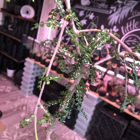 opercullicarya   decaryi  littmon  seed🌱 《6年株》※成長早く例年変化を感じ育てられる上、幹幅もパワータンクも巨大な選抜株※mad  black  pot植え