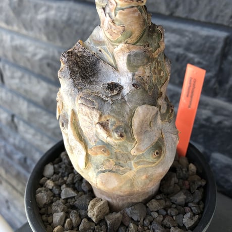 cyphostemma betiforme《 L size》※現地球発根後店主国内管理10年株※希少‼︎太く特化したボコボコ樹形でインテリア性高く今や流通極少な大株となり渾身の一株※鉄鉢植え
