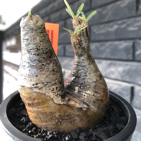pachypodium gracilius《大きめS size》w-he'd株※現地球発根後店主国内管理3年株※weight低く丸みも強き良樹形株※mad black pot植え
