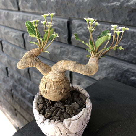 euphorbia  fishbone《 M size》※現地球発根済株※発根後店主国内管理3年株※激希少‼︎今や流通少なきフィッシュボーン‼︎※陶器鉢植え