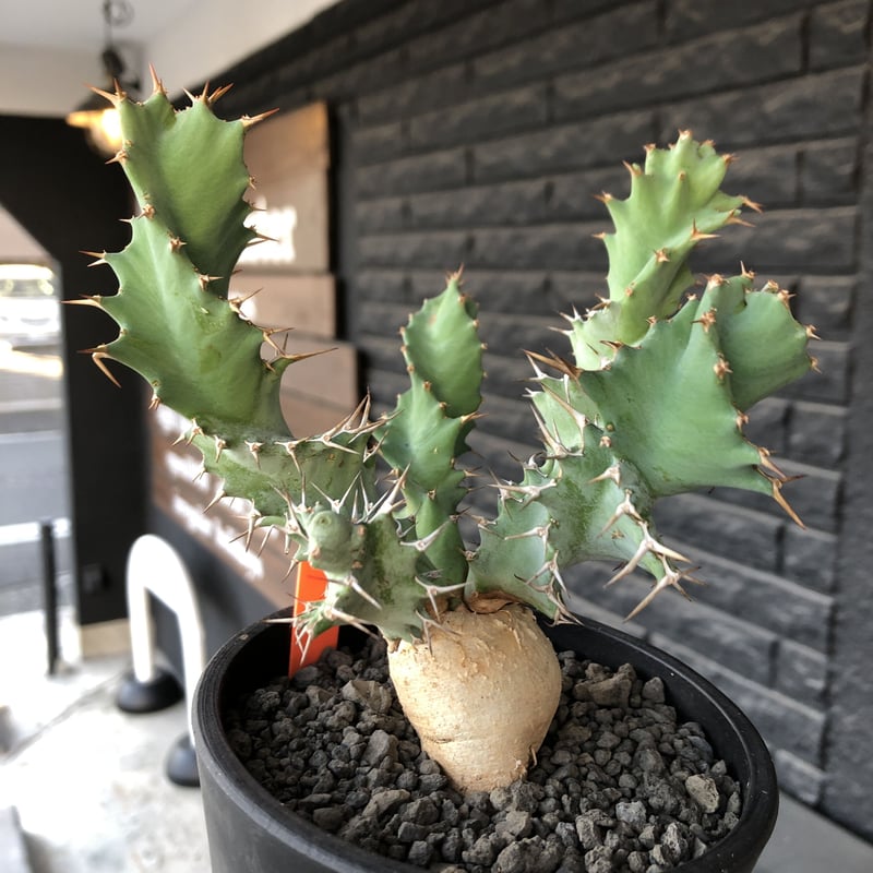 専用　冰雹　ブツブツ　内棘　裏棘　発根済み　8 euphorbia tortioama《M size 》※現地球発根済株※店主国内管理3