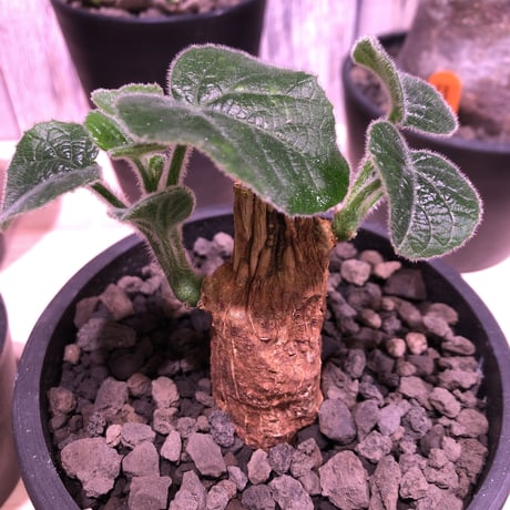 adenia   olaboensis