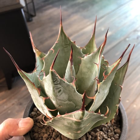 agave     parrasana   globe《M size》