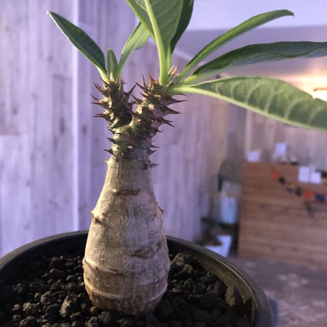 packypodium  windsori i× baronii  《S size》双方の良さが活きた将来有望美株‼︎  ※mad  black  pot植え