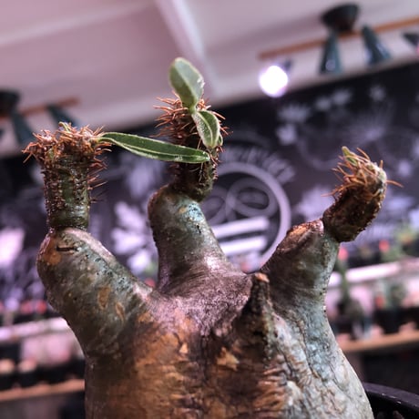 pachypodium  gracilius《大きめS size》※現地球発根済株※店主国内管理2年株※短枝weight低くbalance美株‼︎捻くれ枝も堪らない※mad black pot植え