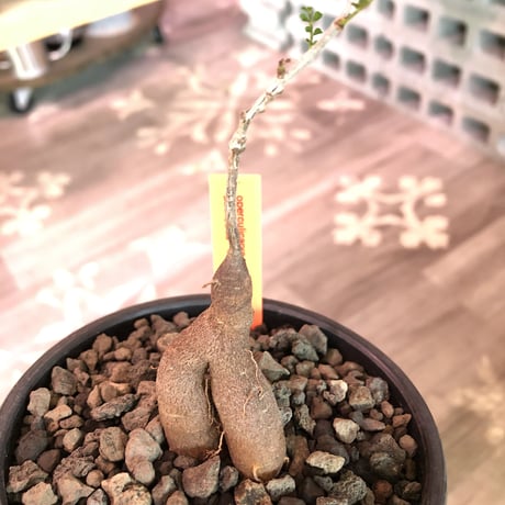 opercullicarya  packypus  littmon  seed🌱 《4年株》※枝が作られる丁度良き樹齢‼︎＆丈の締まったサイズ感※mad black bowl pot植え※限定4株
