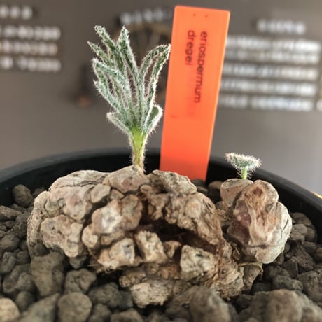 eriospermum dregei《LL size》驚愕‼︎冬型激希少種※現地球発根済株※まず出回らない現地球株‼︎唯一無二ビッグサイズ立体塊根＆極美しい葉※mad black bowl pot植え
