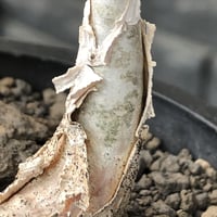 pachycormus discolor 象の木※極めて白く‼︎美しい大切に長期管理した渾身の一株‼︎※mad black marble pot植え