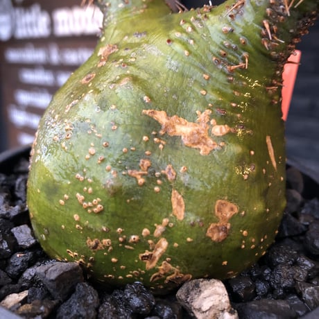 pachypodium  gracilius《M size》驚愕‼︎激希少株※現地球発根後店主国内管理2年株※greenを通り越したヤバすぎる渾身の一期一会株※mad black pot植え