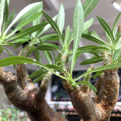 pachypodium inopinatum《L size》※現地球株発根済※斜面に自生のため好きな方には刺さる捻くれバランスの可愛さと良枝振りな一株※black bowl pot植え