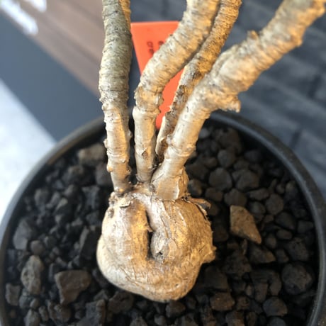 euphorbia cremersii《L  size》※big-sizeぽっこり塊根&葉の表裏がcolor違いにmad肌質で枝振りも渋カッコ良き一株※mad black bowl pot植え