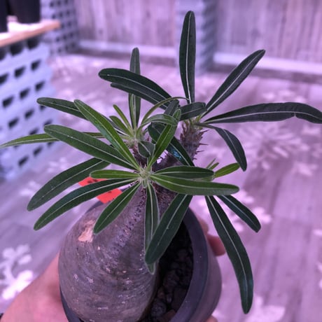 packypodium  gracilius《S size》※現地球発根済み株‼︎  （限定1株）※ツル肌にまん丸樹形が堪らないチビキリス※mad black pot植え