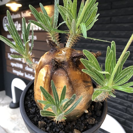 pachypodium gracilius《L size》※現地球株発根済（店主所有株）※360度現地焼け表皮&360度胴吹き枝を持つ唯一無二過ぎる渾身の一株※mad black bowl pot植え