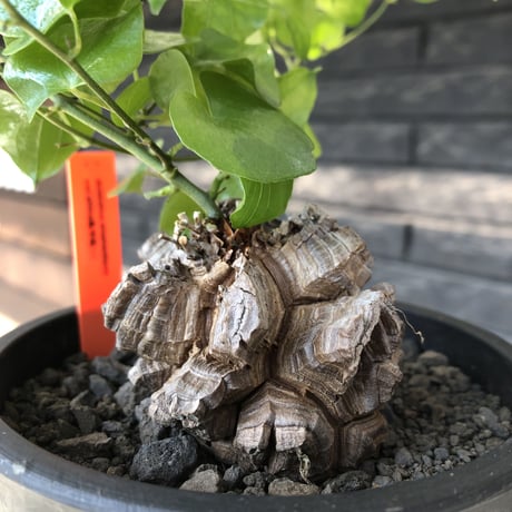 dioscorea elephantipes アフリカ亀甲竜《小さめM size》※現地球発根後店主国内管理3年株※compactながら堀が深くゴツゴツ感強き一株※mad black pot植え