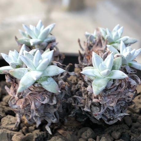 dudleya greenei《L size》希少種‼︎※現地球株発根済※流通少なき古株のため味深くそれでいてコントラストがとびきり美しい一株※black bowl pot植え
