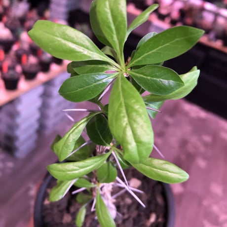 fouquieria  diguetii《M size》※ディグエッティの特徴がしっかり出た幹にイキイキした葉のコントラストが堪らない一株※mad black pot植え