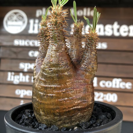 packypodium  gracilius《M size》赤肌株※現地球発根済株※店主国内管理3年株※極めて赤味の強い枝振り良きwildグラキ‼︎低重心な良き装い※mad black pot植え