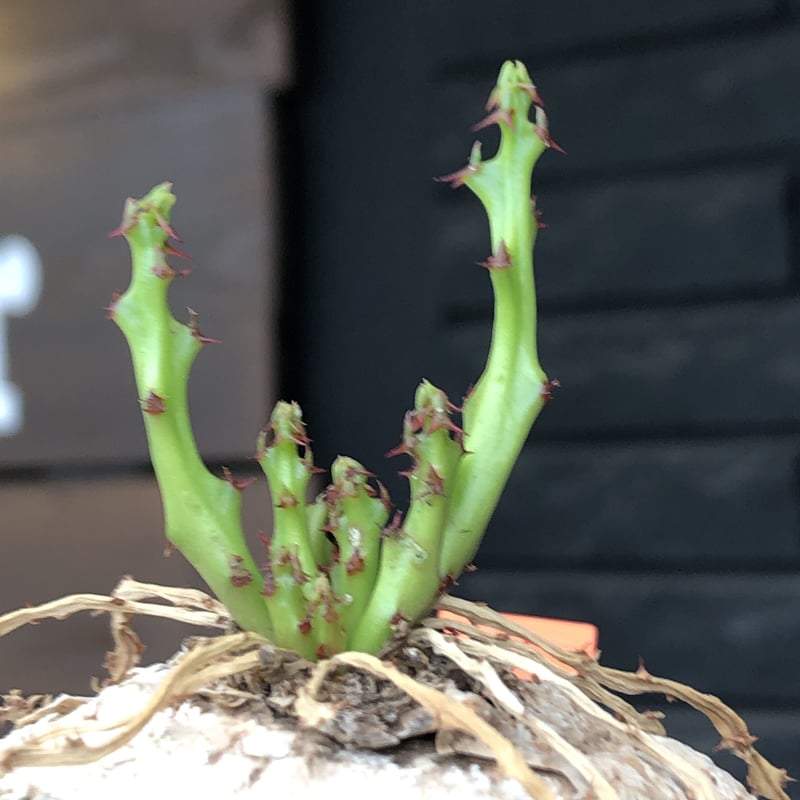 euphorbia decidua《小さめL size 》※現地球発根後店主国内管理6年株※