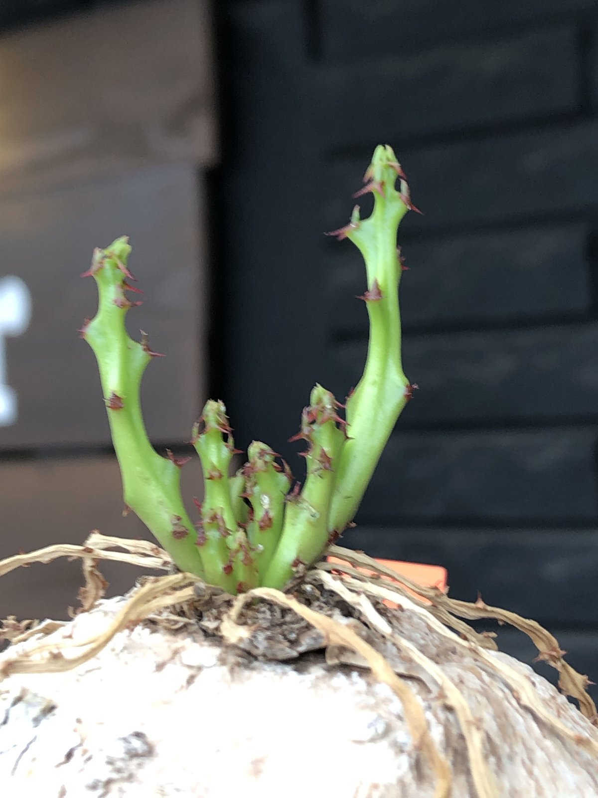 euphorbia decidua《小さめL size 》※現地球発根後店主国内管理6年株※