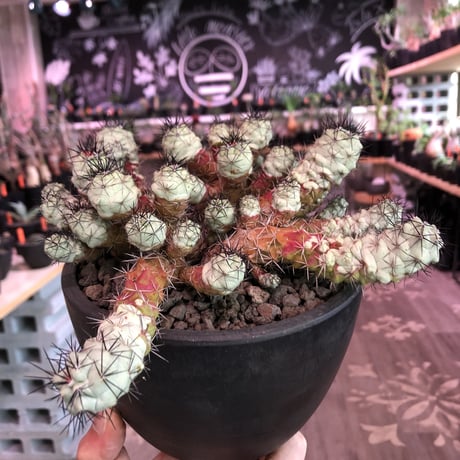 ortegocactus   macdougallii《L L size》※現地球自根株※店主国内管理6年株※薄水色肌ヤバイ群生極美株‼︎激希少size‼︎※mad black bowl pot植え