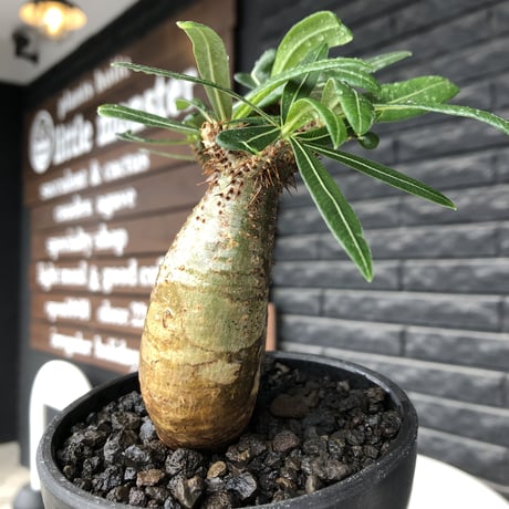 pachypodium gracilius《大きめS size》希少一部green肌&W-he'd株※現地球発根後店主国内管理2年株※霜降り迷彩柄の良樹形株※mad black bowl pot植え