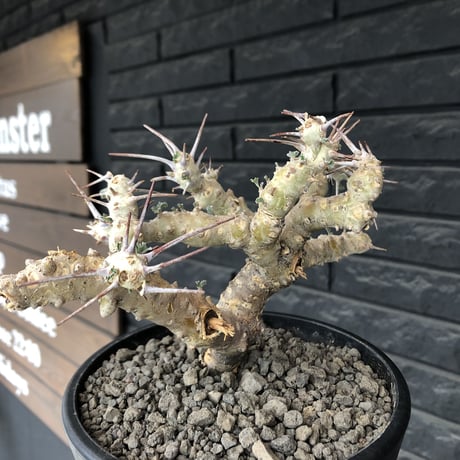 sarcocaulon crassicaule《L size》※現地球発根済株※店主国内管理4年株※良きサイズ感に鋭く赤味ある強刺に縮れ葉＆白花のギャップ萌えする良樹形※mad black pot植え