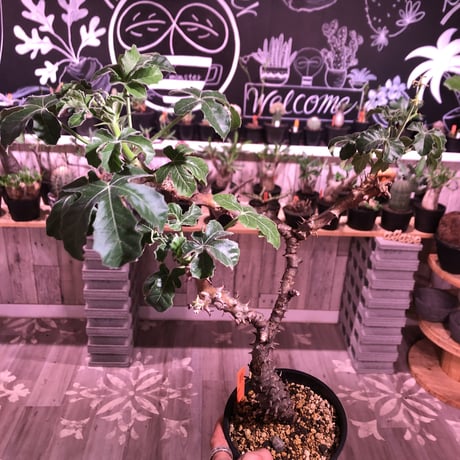 jatropha  fissispina 《L size》希少種希少size‼︎ ※大変仕上がった木質化&枝振りbalance株‼︎ ※限定1株