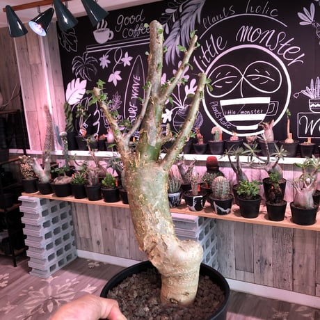 sesamothamnus busseanus《L size》極太激希少株※まばらトゲと白味ある綺麗な葉を展開‼︎限定２株